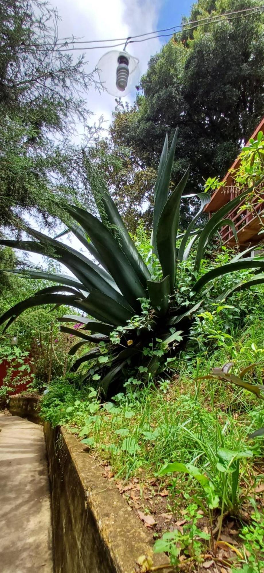 San Jose del Pacifico Cabanas Pacifico المظهر الخارجي الصورة